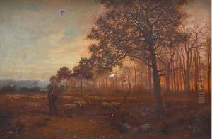 Soleil Couchant Sur La Pinede