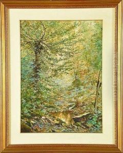 mare Dans Un Sous-bois