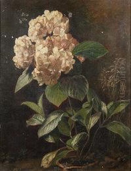 Hydrangeas In A Pot - view 1