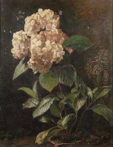 Hydrangeas In A Pot