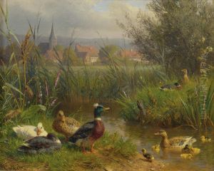 Ducks