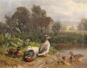 Ducks On The Pond