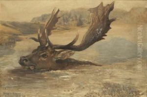 Fallow Buck Swimming