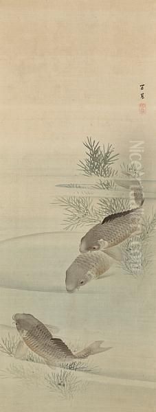 Carp - view 1