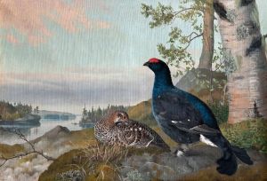 Black Grouse by Matti Karppanen