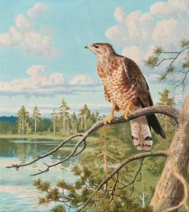 Sparrowhawk by Matti Karppanen