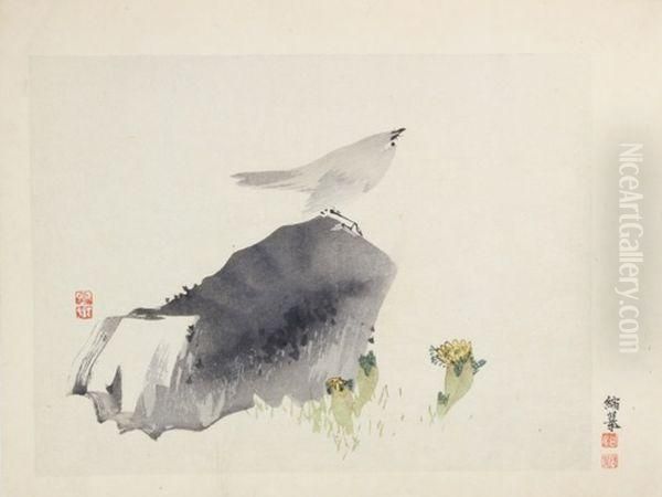 Oiseau Sur Un Roc - view 1