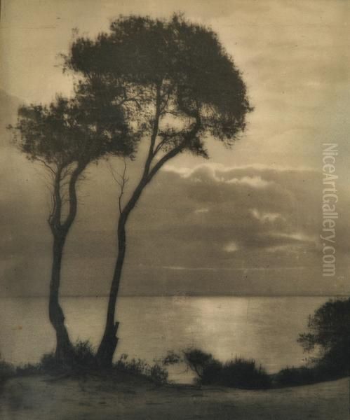 Untitled (trees Onthe
Coast) - view 1