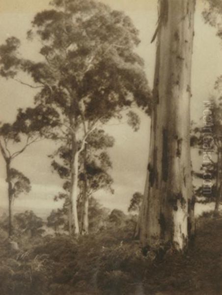 Mountain Gums - view 1