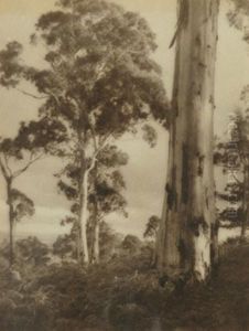 Mountain Gums by John Kauffmann