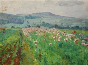 Poppies In Flower