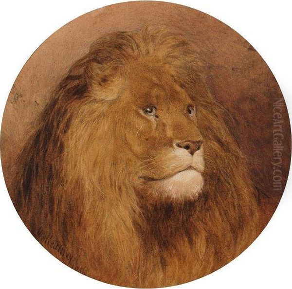 Study Of A Lion - view 1