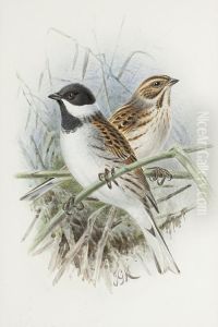 Reed Bunting by Johan Gerard Keulemans