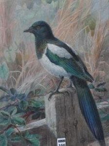An Old Poacher
