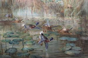 Ducks In The Lilies by Johan Gerard Keulemans