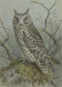 Scops Owl