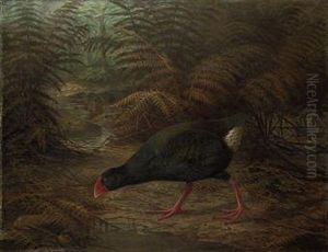 A Moho Takahe by Johan Gerard Keulemans