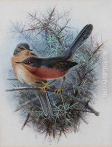 Dartford Warbler