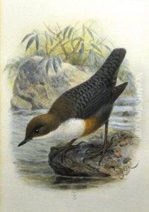 Dipper by John Gerrard Keulemans