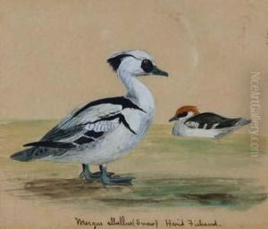 Wildfowl Studies by John Gerrard Keulemans