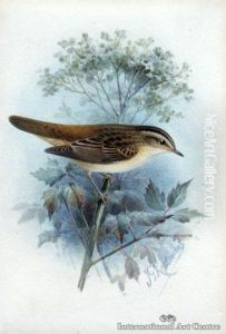 Sedge Warbler