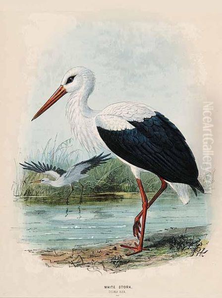 White Stork Ciconia Alba - view 1