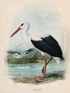 White Stork Ciconia Alba by John Gerrard Keulemans