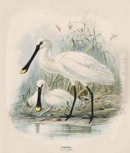 Spoonbill Platea Leucorodia by John Gerrard Keulemans