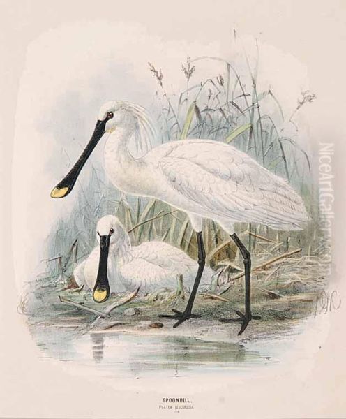 Spoonbill Platea Leucorodia [pl.178] - view 1