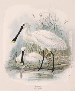 Spoonbill Platea Leucorodia [pl.178]