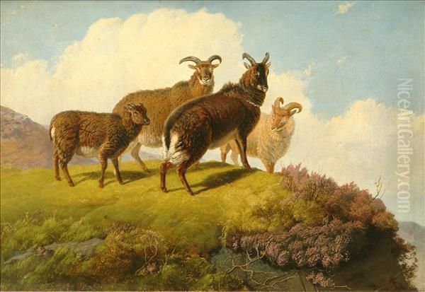 A Group Ofmountain Goats - view 1