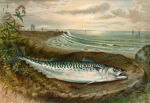 Game Fishes Of The United States by Samuel A. Kilbourne
