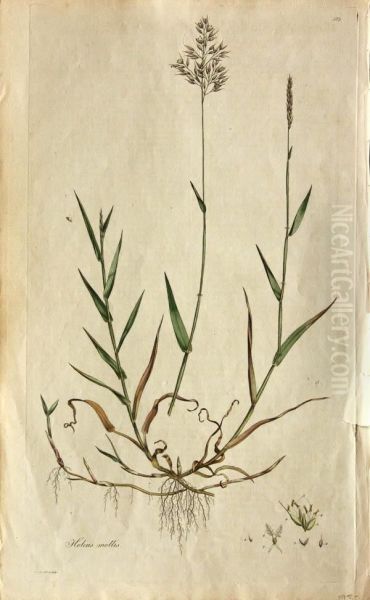 Bromus Mollis - view 1