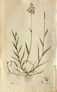 Bromus Mollis
