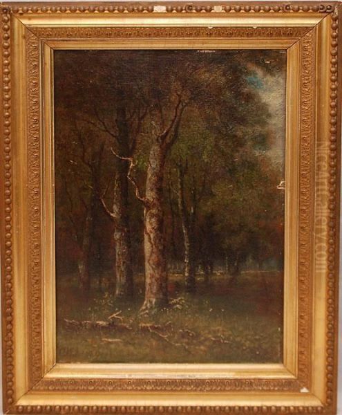 Tree's In Forest - view 1
