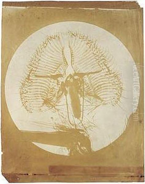 Microscopic Study Of A Waterflea - view 1