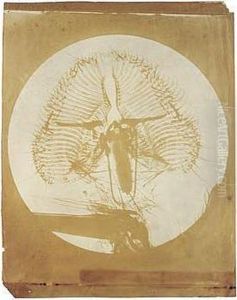 Microscopic Study Of A Waterflea by Rev. William Fowler Kingsley