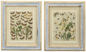A Set Of Twenty-four Hand Coloured Lithographed Plates Of European Moths And Butterflies by William Kirby