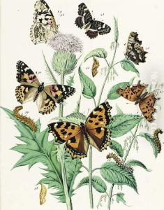 European Butterflies And Moths: Six Plates by William Kirby