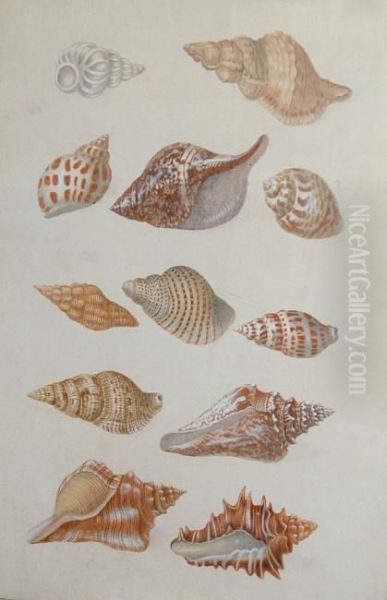 Shell Studies - view 1