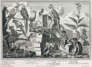 10 Plates From Representation Des Animaux De La Menagerie Des.a.s.francois De Savoye Et De Piemont by Salomon Kleiner