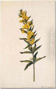 A Pair Of Flower Studies by Johann Knapp