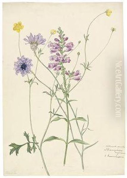 Catananche Caerulea - view 1
