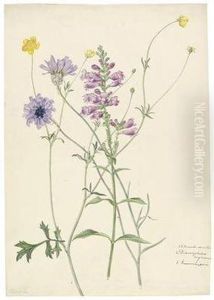 Catananche Caerulea Catananche Caerulea