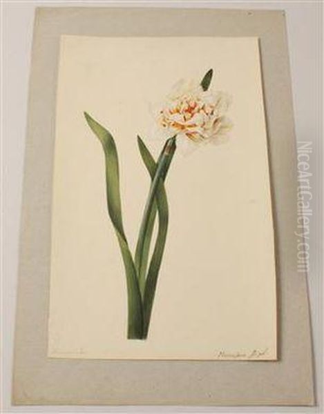 Daffodil - view 1