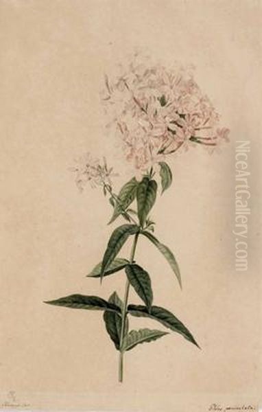 Phlox Paniculata - view 1