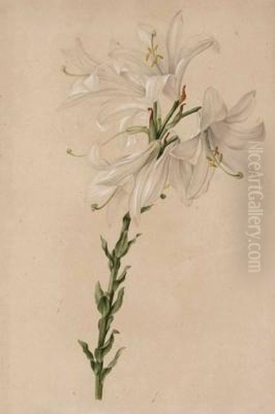 Lilium Candidum - view 1