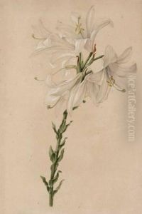 Lilium Candidum Lilium Candidum