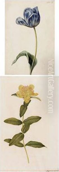 Tulpe - view 1