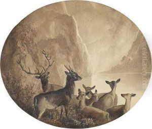 Junghirsche Und Rehe Am Wasser Junghirsche Und Rehe Am Wasser